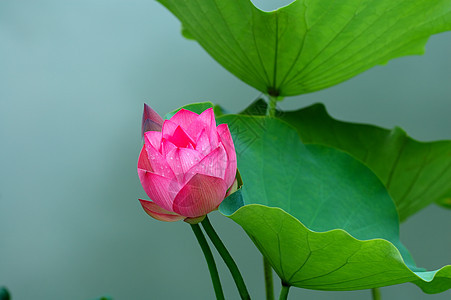 莲花花芽树叶叶子花瓣灌木风化荷花植物核桃属百合莲花状图片