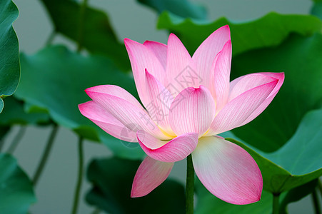 单莲花繁荣核桃属风化花瓣花萼花园树叶植物植物学荷花图片