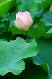 莲花植物繁荣花瓣情调百合莲花状花园软垫生物学异国图片