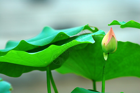 小芽和树叶图片