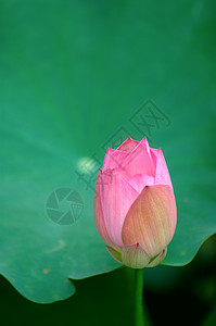 莲花莲花状繁荣植物学花园生物学百合情调植物花萼灌木图片