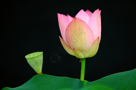 莲花花芽异国荷花核桃属生物学情调叶子花萼植物灌木百合图片