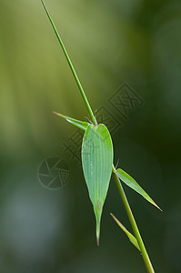 竹叶详情植物学白色运气绿色生长植物群热带花园植物森林图片