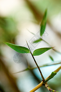 竹叶详情叶子生长植物学植物白色热带花园植物群生物学运气图片