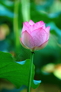 粉色莲花花瓣叶子异国莲花状花萼荷花植物核桃属繁荣树叶图片