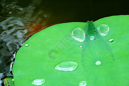 莲花垫叶上的水滴异国情调植物学花萼花瓣池塘莲花状生物学花园植物图片