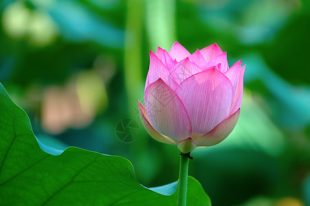 粉色莲花花瓣灌木繁荣异国植物花萼软垫百合生物学风化图片