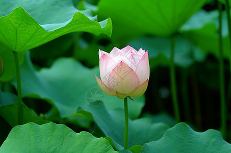 莲花花园荷花莲花状树叶植物繁荣花瓣生物学风化植物学图片