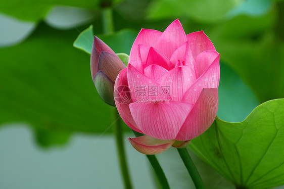 莲花花芽繁荣树叶花园叶子风化情调灌木植物核桃属花瓣图片