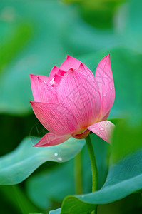 莲花灌木树叶情调异国百合生物学软垫花萼叶子繁荣图片