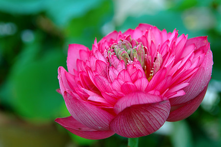 露露莲花叶子花萼植物学荷花异国生物学植物繁荣灌木花园图片