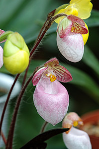 粉色女士拖鞋兰花草本植物栽培园艺风化热带植物雌蕊叶子条纹兜兰图片