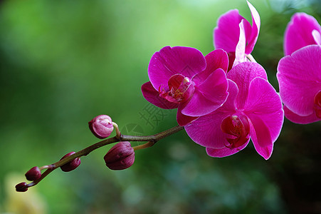 粉红色兰花花园温室园艺叶子生物学繁荣雌蕊风化热带草本植物图片