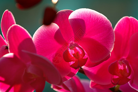 粉红色兰花花萼荒野生态叶子风化兜兰草本植物植物学栽培紫色图片