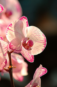 白兰花植物生态花园紫色风化芦荟温室园艺兜兰生物学图片