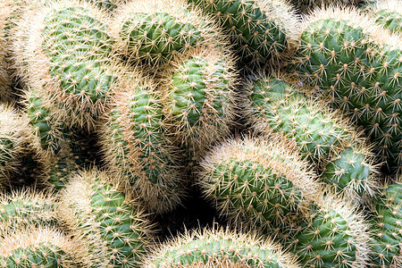 Cacti 仙地园艺肉质花瓣植物衬套沙漠干旱园林多刺绿化图片