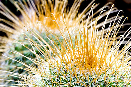 Cacti 仙地肉质花瓣植物学干旱植物荆棘园林多刺衬套沙漠图片