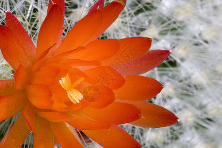 流动仙人掌干旱沙漠多刺荆棘肉质花瓣尖刺植物学植物群园艺图片
