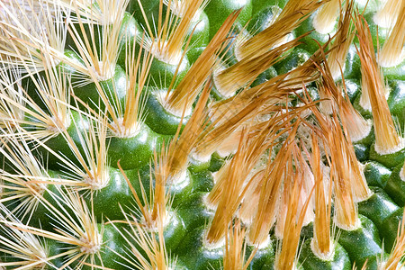 仙地尖刺绿色季节性园艺植物群花瓣衬套植物学多刺干旱图片