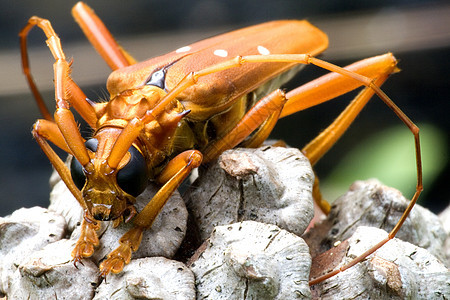 热带雨林长角蜂荒野飞虫雨林树木漏洞甲虫野生动物宏观鞘翅目翅膀图片