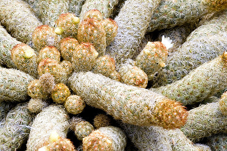 Cacti 仙地植物植物学多刺沙漠肉质季节性花瓣尖刺植物群园艺图片