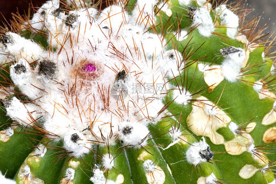 仙地花园干旱绿色肉质尖刺植物学荆棘沙漠花瓣植物图片