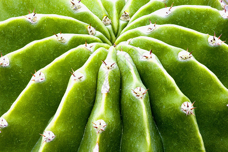 仙地绿色荆棘花园植物学园艺衬套干旱尖刺沙漠肉质图片