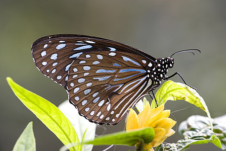 热带热带雨林翅膀鳞翅目生物昆虫雨林苍蝇野生动物图片