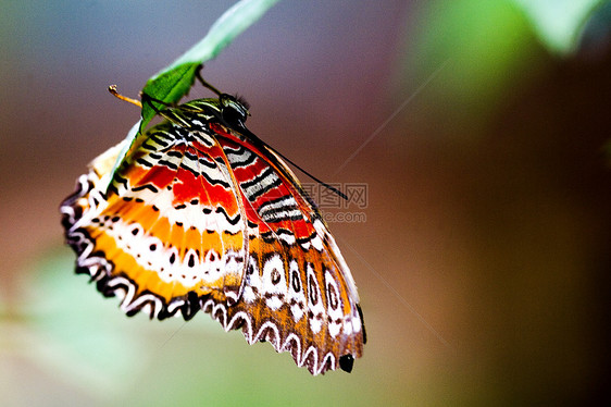 热带热带雨林雨林鳞翅目翅膀苍蝇昆虫野生动物生物图片