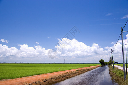 帕迪田地天空蓝色主食地球谷物收成旅行灌溉生产农村图片
