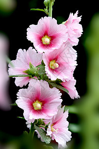 植物 鲜花草本植物斗篷花红花龙花花朵绿色绿叶红色棋盘图片