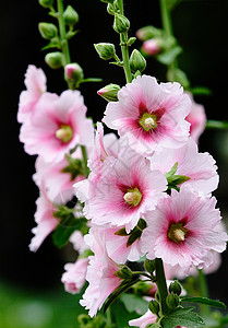 植物 鲜花红花绿叶绿色红色龙花斗篷花草本植物花朵棋盘图片