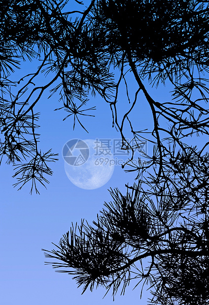 满月月月球天堂植物天空蓝色月亮牧歌图片