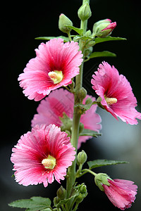 植物 鲜花棋盘草本植物花朵红花绿色龙花红色斗篷花绿叶图片