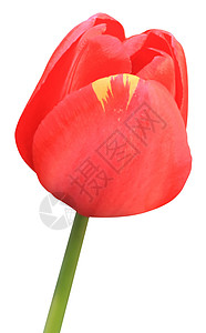 红色郁金图郁金香花瓣宏观植物白色植物群植物学背景图片