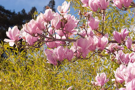 马木兰植物群季节性季节花瓣花园玉兰天空粉色植物植物学图片