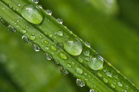 绿叶 雨滴图片