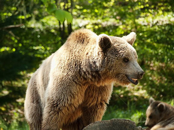 年轻棕熊捕食者哺乳动物毛皮动物森林保护野生动物卡车爪子树木图片