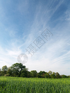 风景农村地区植物蓝色食物谷物收成环境生长场地绿色农业图片