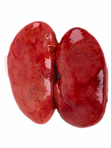 猪肾 收紧白底诊断命脉器官身体红色科学医疗生物学解剖学食物图片