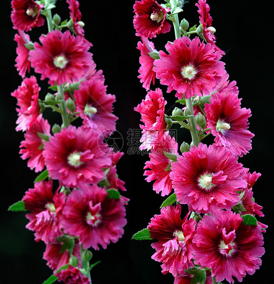 植物 鲜花花朵棋盘绿色龙花红色红花草本植物斗篷花绿叶图片