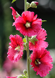 植物 鲜花红花草本植物龙花绿色斗篷花花朵红色棋盘绿叶图片