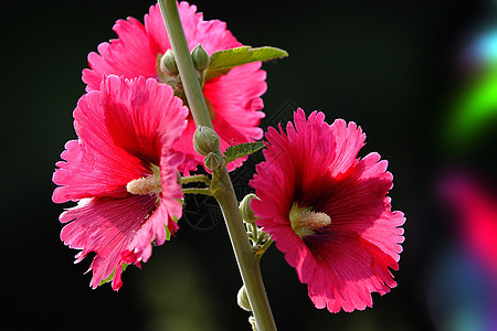 植物 鲜花棋盘斗篷花红花绿色花朵红色龙花绿叶草本植物图片