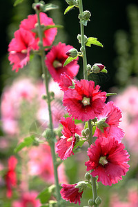 植物 鲜花红花花朵龙花草本植物斗篷花棋盘红色绿叶绿色图片