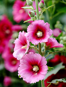 植物 鲜花绿色红花龙花花朵斗篷花红色棋盘草本植物绿叶图片