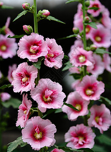 植物 鲜花红色棋盘草本植物花朵红花斗篷花龙花绿色绿叶图片