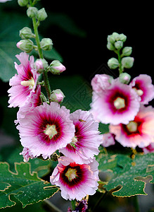 植物 鲜花斗篷花花朵绿叶红色绿色棋盘红花草本植物龙花图片