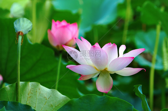 莲花花和种子头繁荣莲花状生物学核桃属树叶植物软垫植物学花园荷花图片