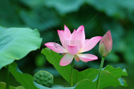 莲花花和种子头植物花萼叶子风化百合灌木核桃属水果异国生物学图片