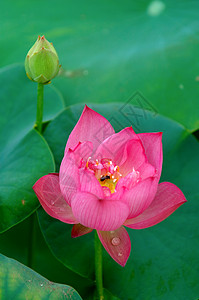 莲花花芽花园叶子软垫灌木花萼情调核桃属繁荣风化植物学图片